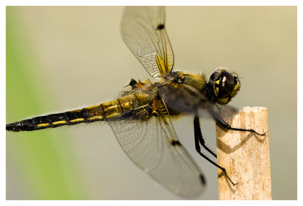 Dreiflüglige Libelle