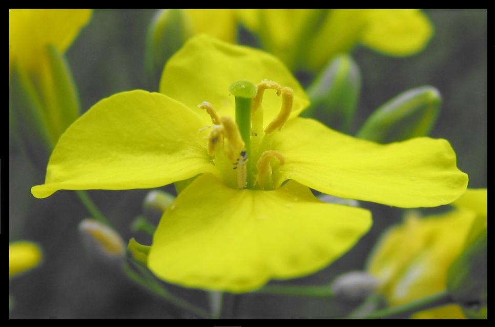 DreifurchenpollenZweikeimblättrige.... ) Foto & Bild natur