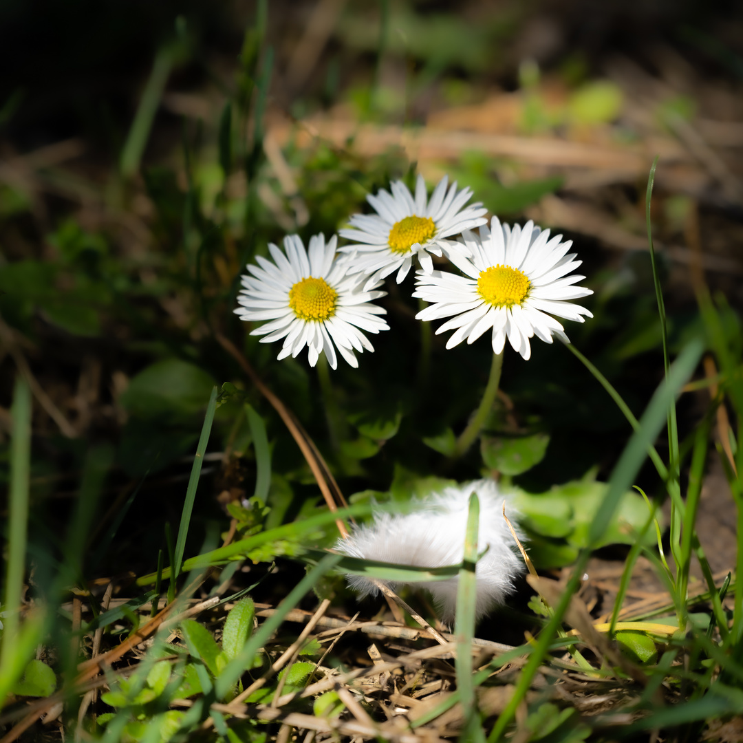 Dreiheit = Vollkommenheit = Gänseblümchen