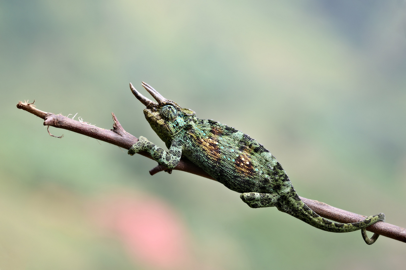 Dreihornchamäleon Foto & Bild natur, tiere, reptilien Bilder auf