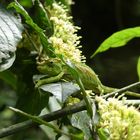 Dreihornchamäleon (Trioceros jacksonii) Jungtier