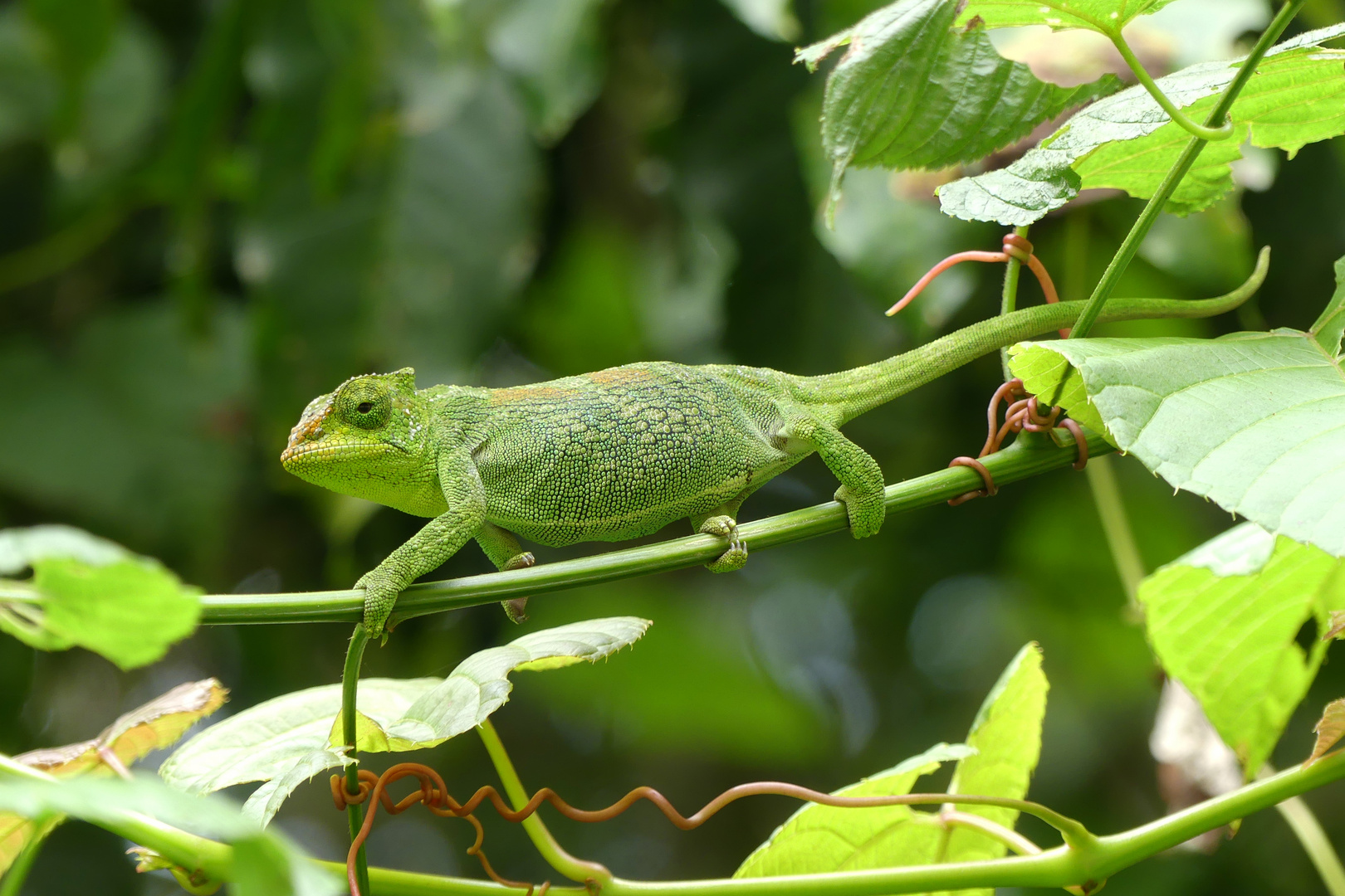 Dreihornchamäleon Weibchen (Trioceros jacksonii)