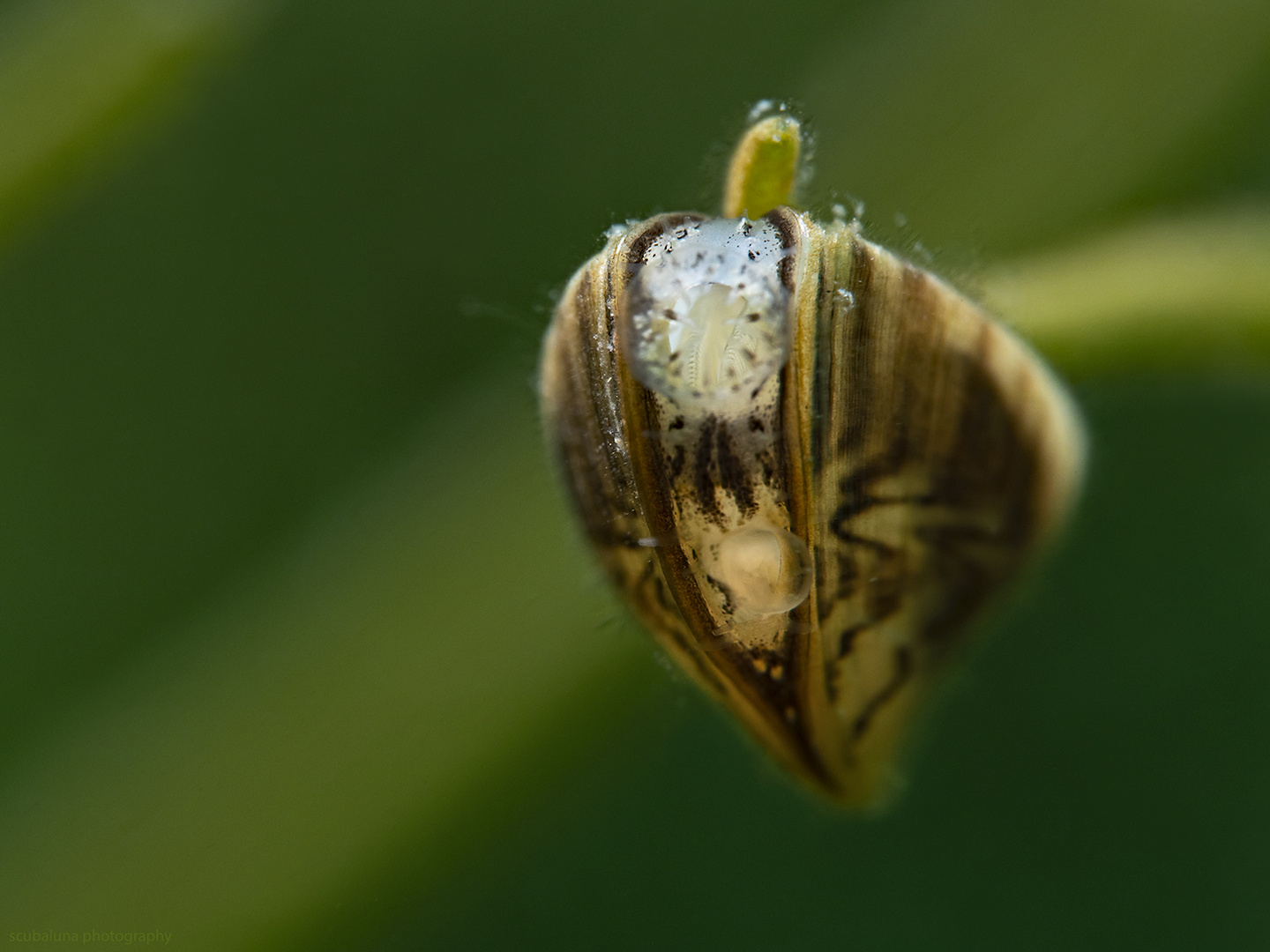 Dreikantmuschel (Dreissena polymorpha)