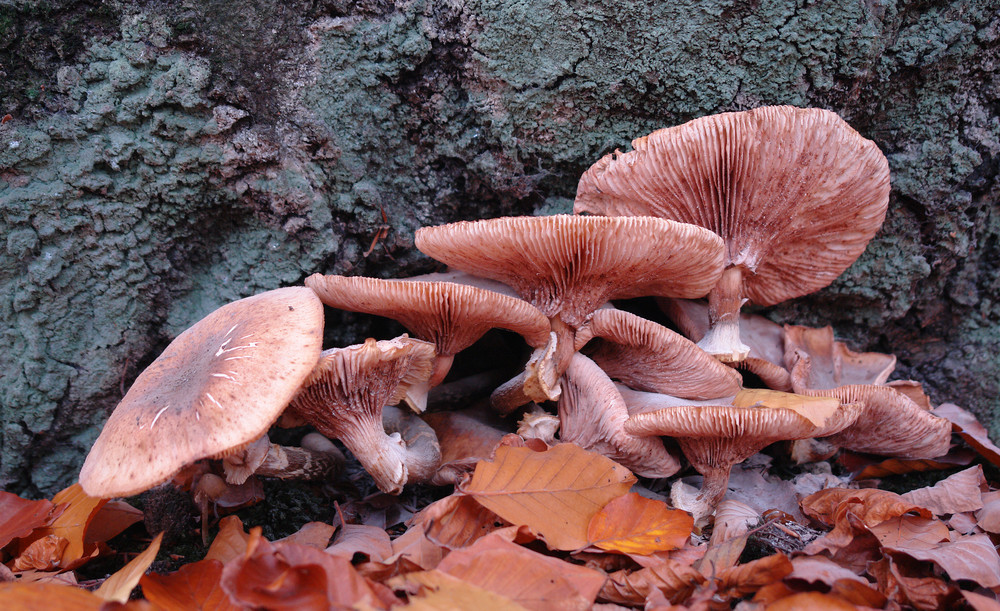 Dreiklang des Herbstes