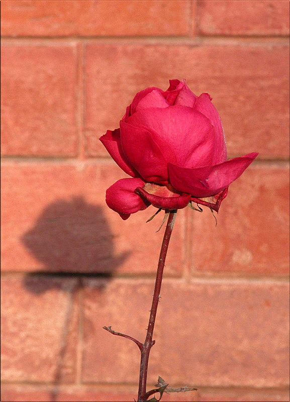 Dreikönigs- Rose