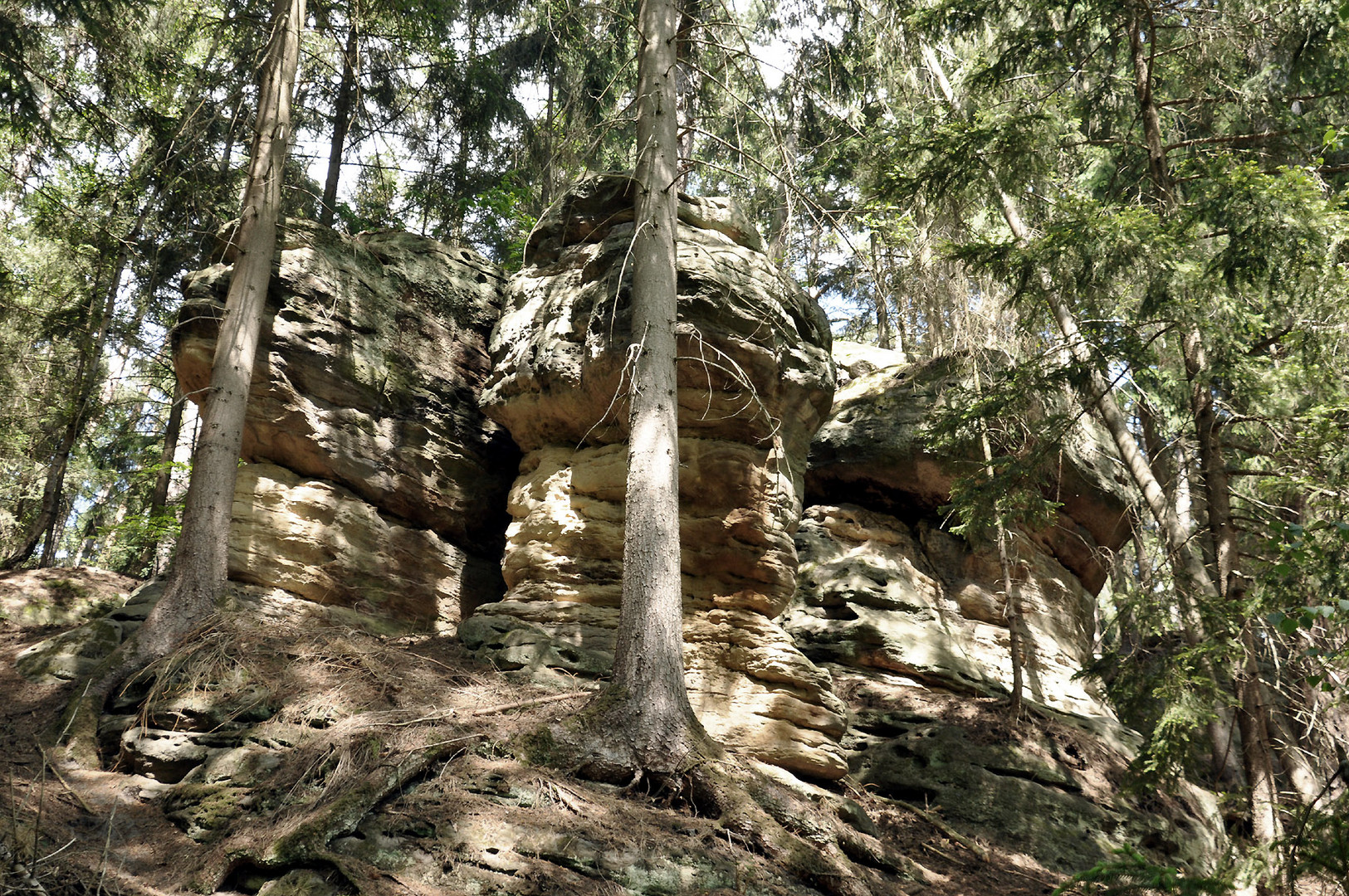 Dreiköpfige versteinerte Echse im Waldgefängnis 