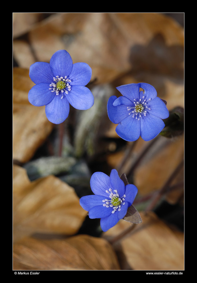 Dreilappiges Leberblümchen • Ostalbkreis, Baden-Württemberg, Deutschland (72-21706)