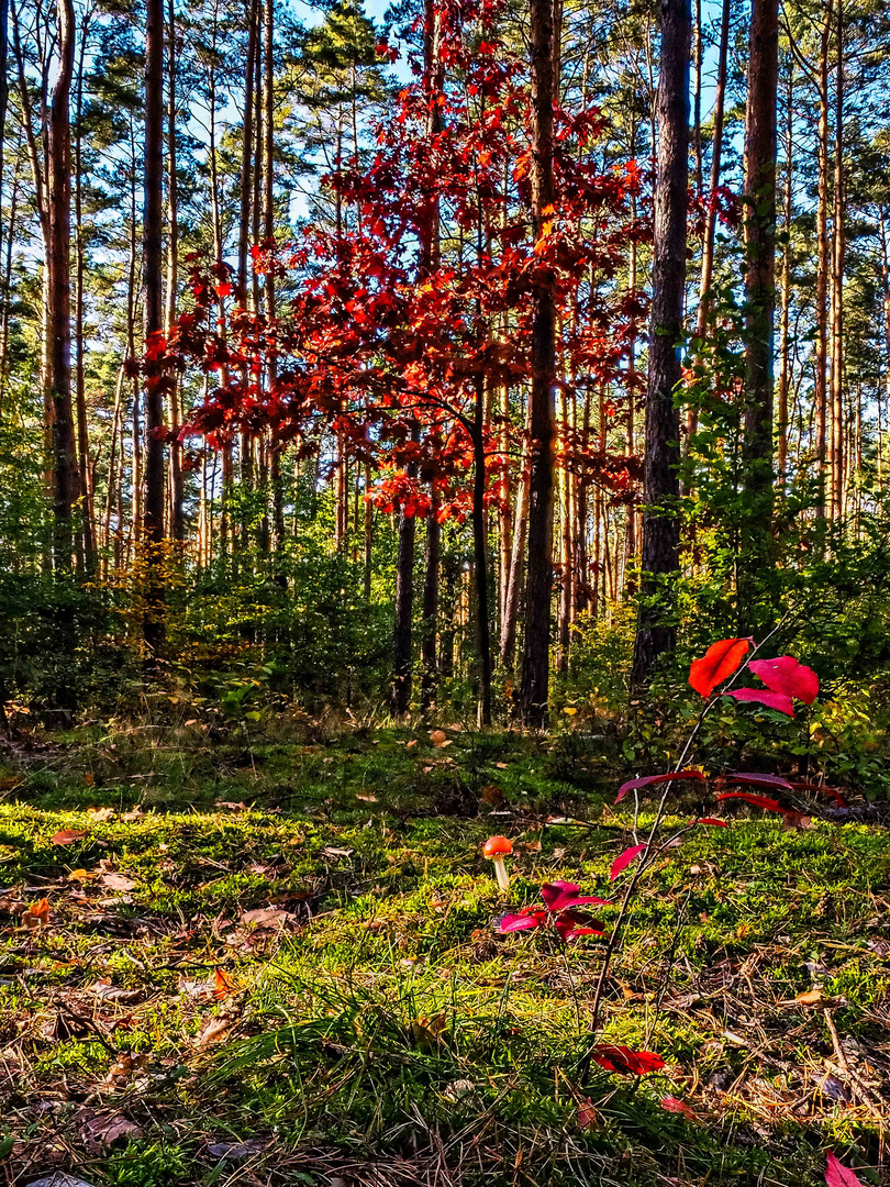 Dreimal Rot im Wald