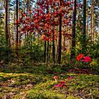 Dreimal Rot im Wald