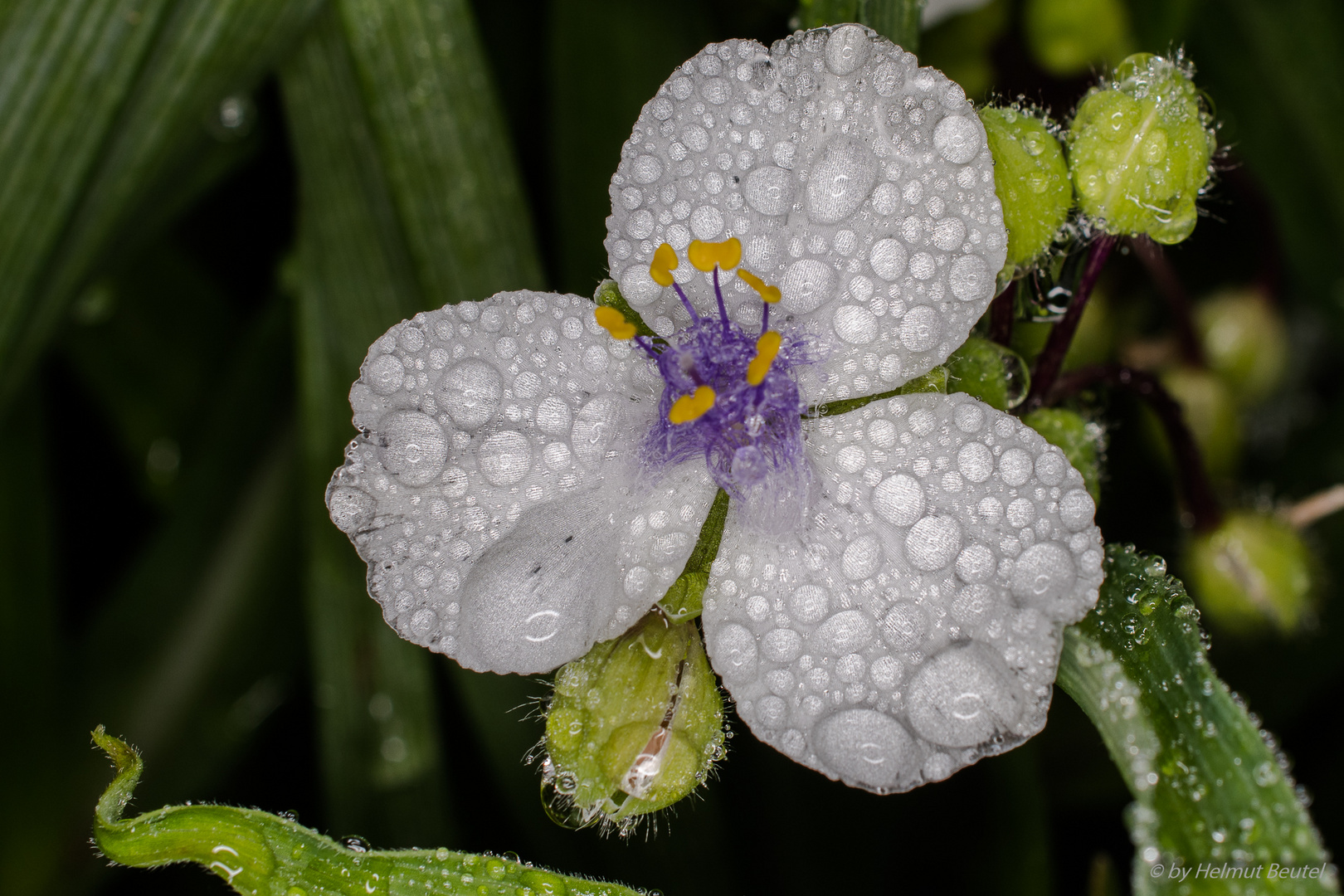 Dreimastblume - Tradescantia ohiensis