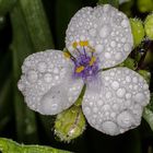 Dreimastblume - Tradescantia ohiensis