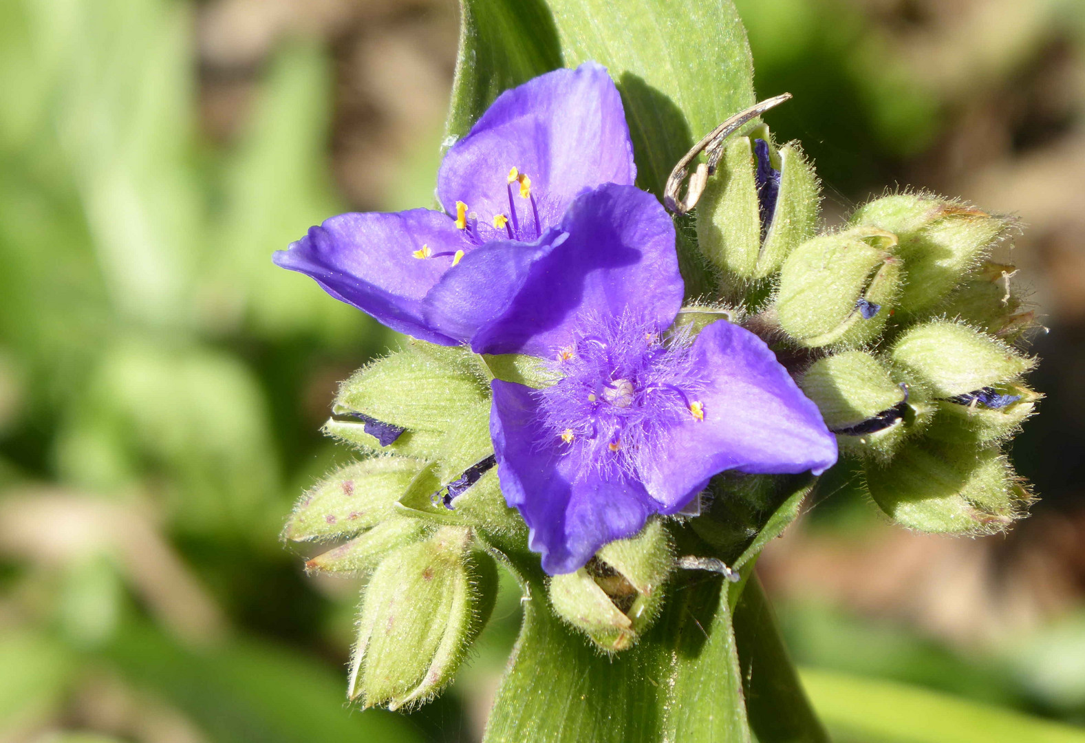 Dreimasterblüte zum blue Monday