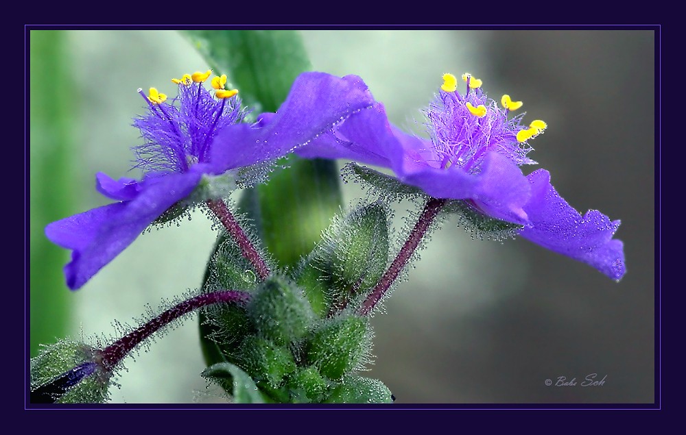 Dreimasterblüten...