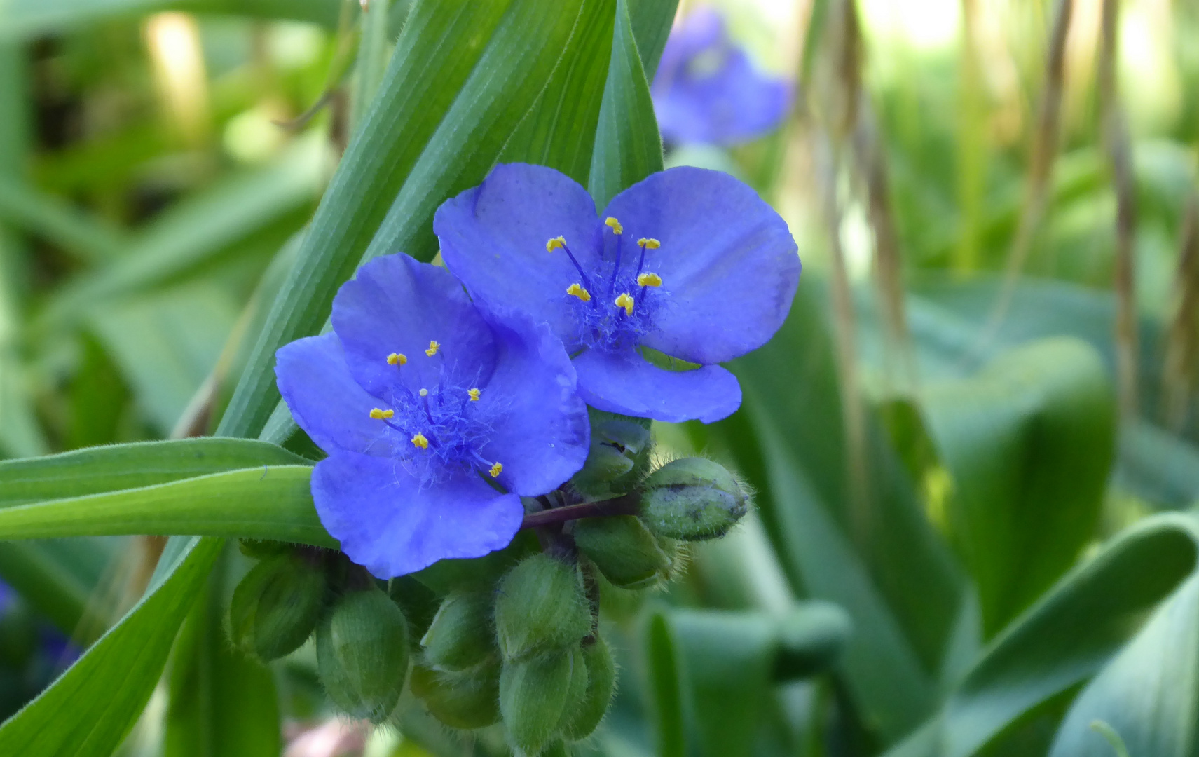 Dreimasterblüten zum Blue Monday