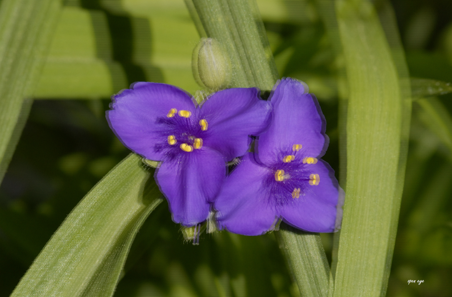 Dreimasterblume -  3D Intertlaced Bild an einem Polfilter Monitor oder 3D TV anschauen.