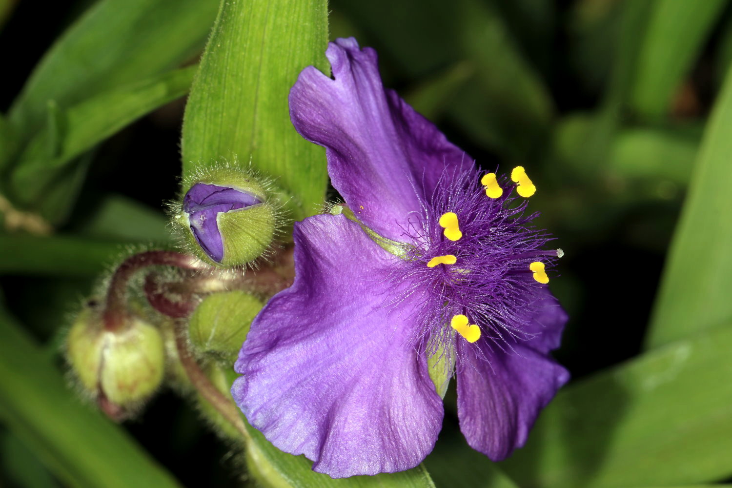 Dreimasterblume im Garten