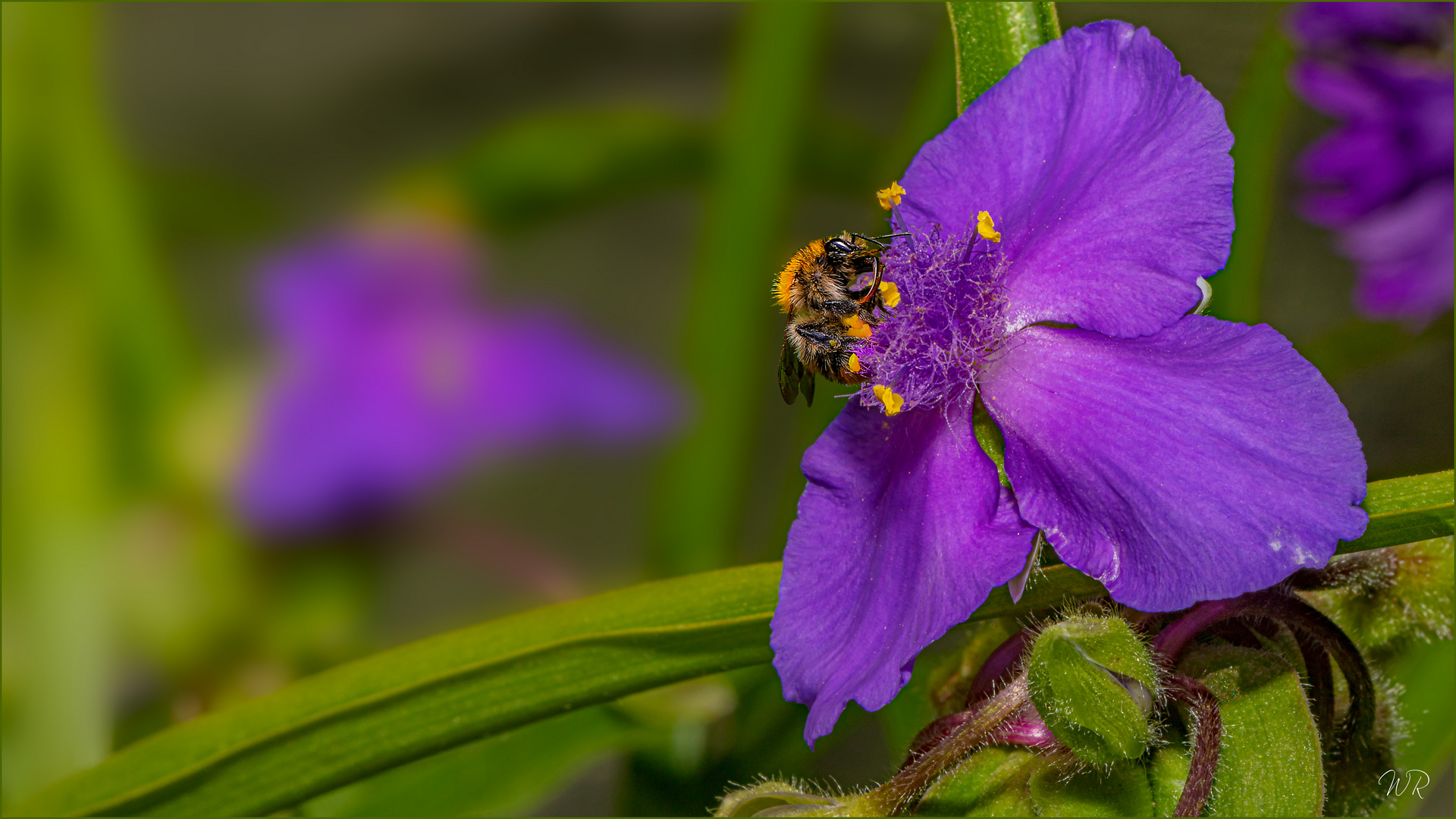 Dreimasterblume mit Besuch