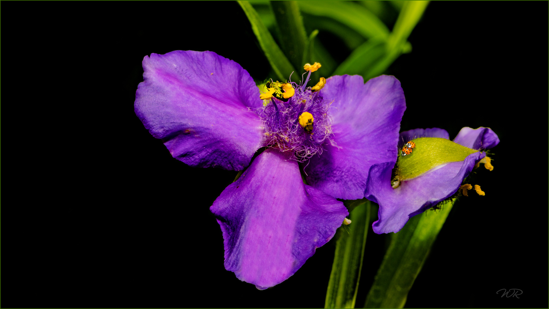 Dreimasterblume mit diversen Besuchern