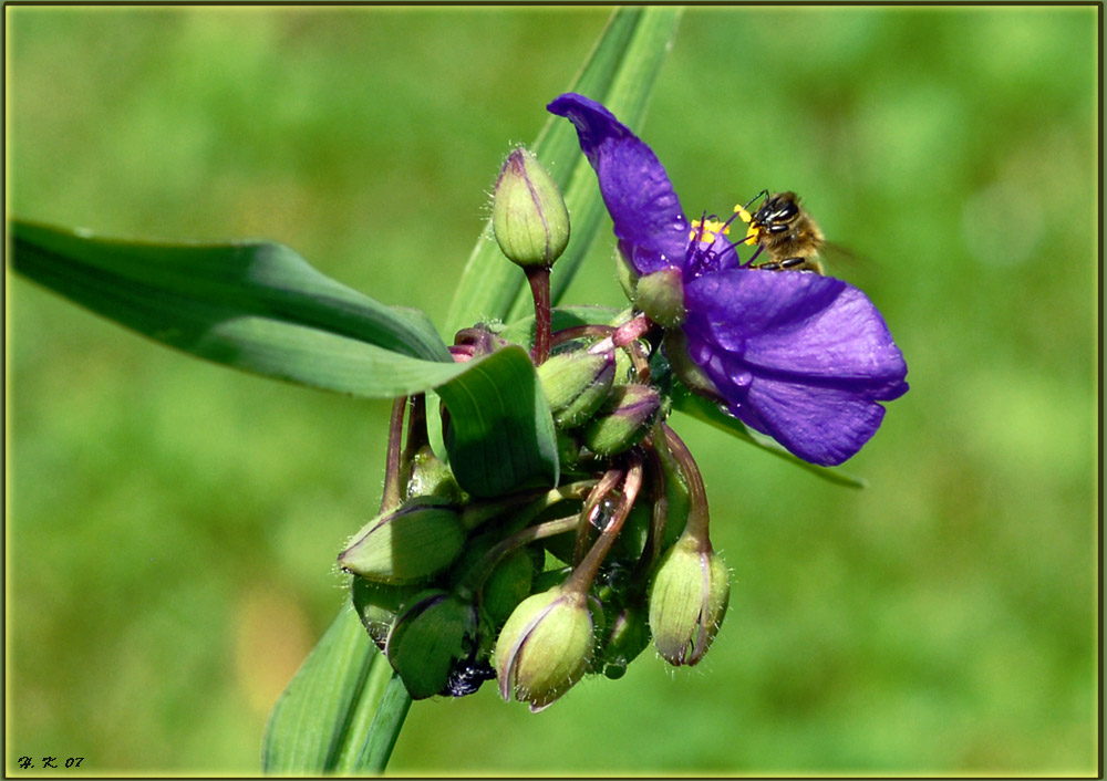 Dreimasterblume nach dem Regen.