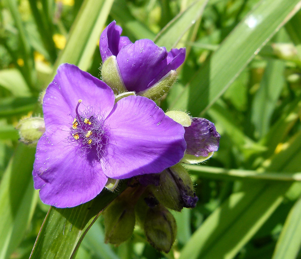 Dreimasterblume (Tradescantia virginiana)