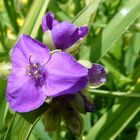 Dreimasterblume (Tradescantia virginiana)