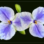 Dreimasterblume (Tradescantia virginiana)