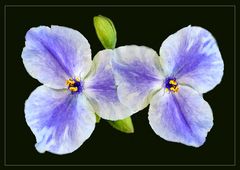 Dreimasterblume (Tradescantia virginiana)