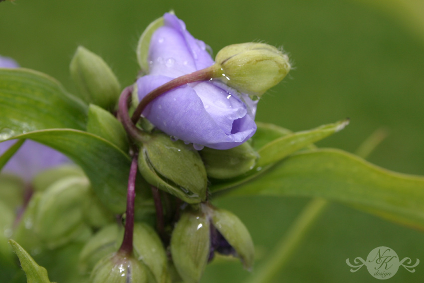 Dreimasterblume während der Geburt