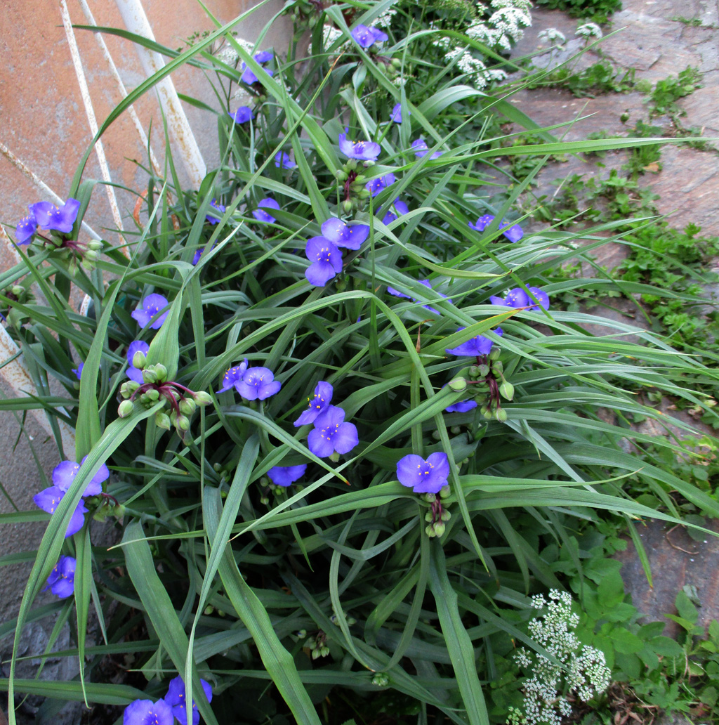 Dreimasterblume zum Blümchentag