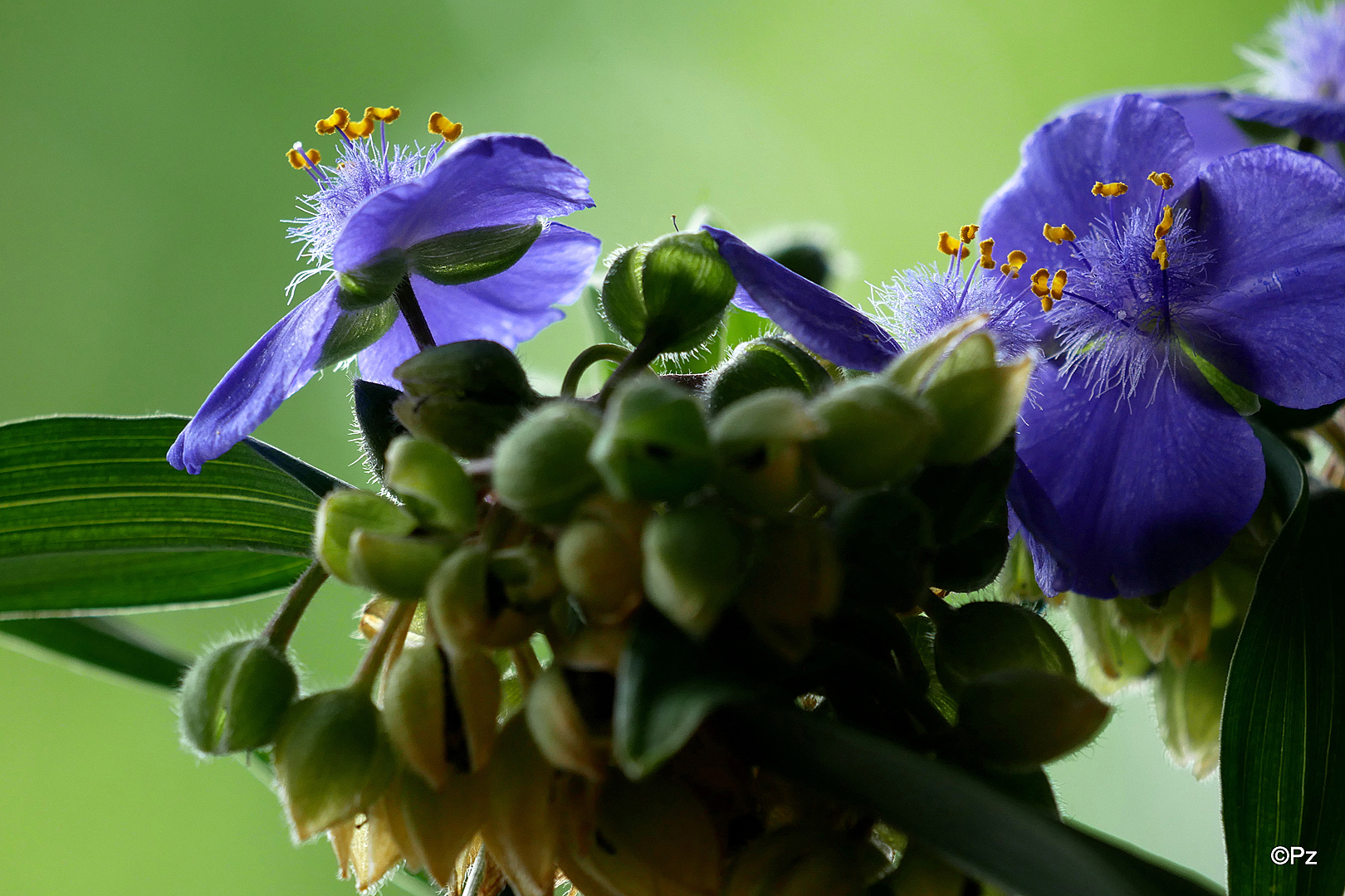 Dreimasterblumen (Tradescantia) ...