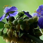 Dreimasterblumen (Tradescantia) ...