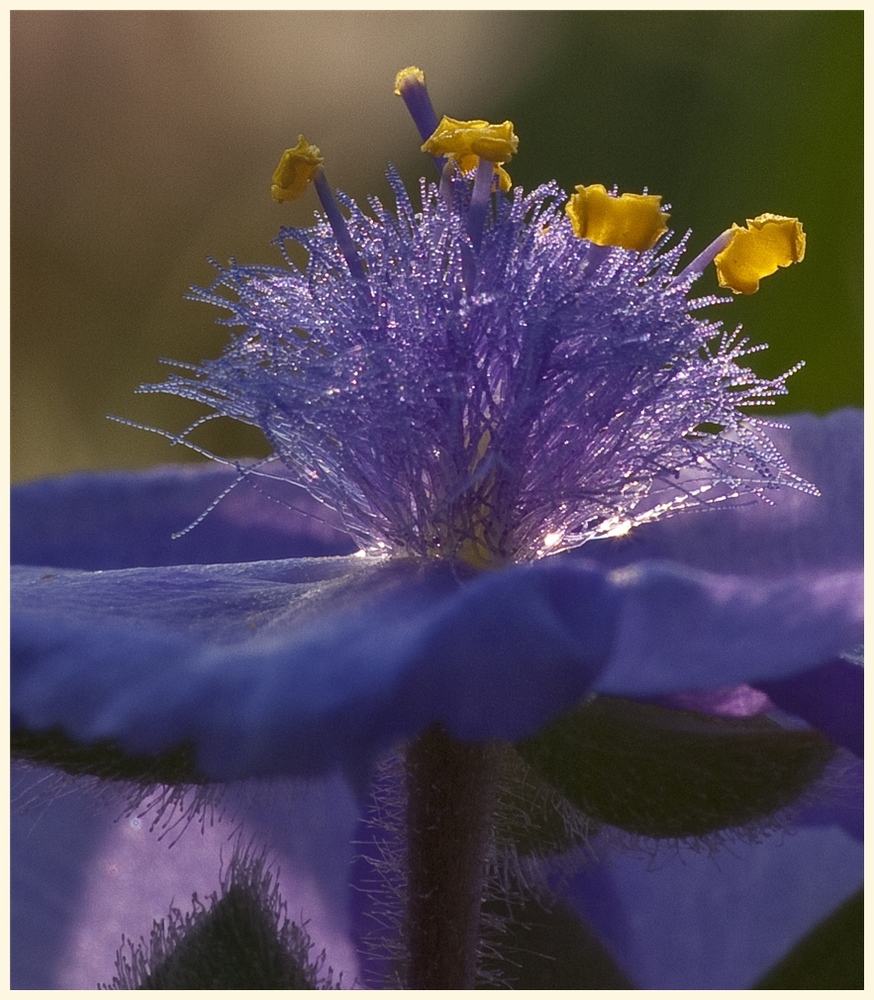 dreimasterblumenblüte