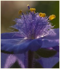 dreimasterblumenblüte