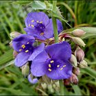 *Dreimasterblume...Tradescantia virginiana*