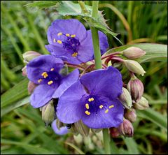 *Dreimasterblume...Tradescantia virginiana*