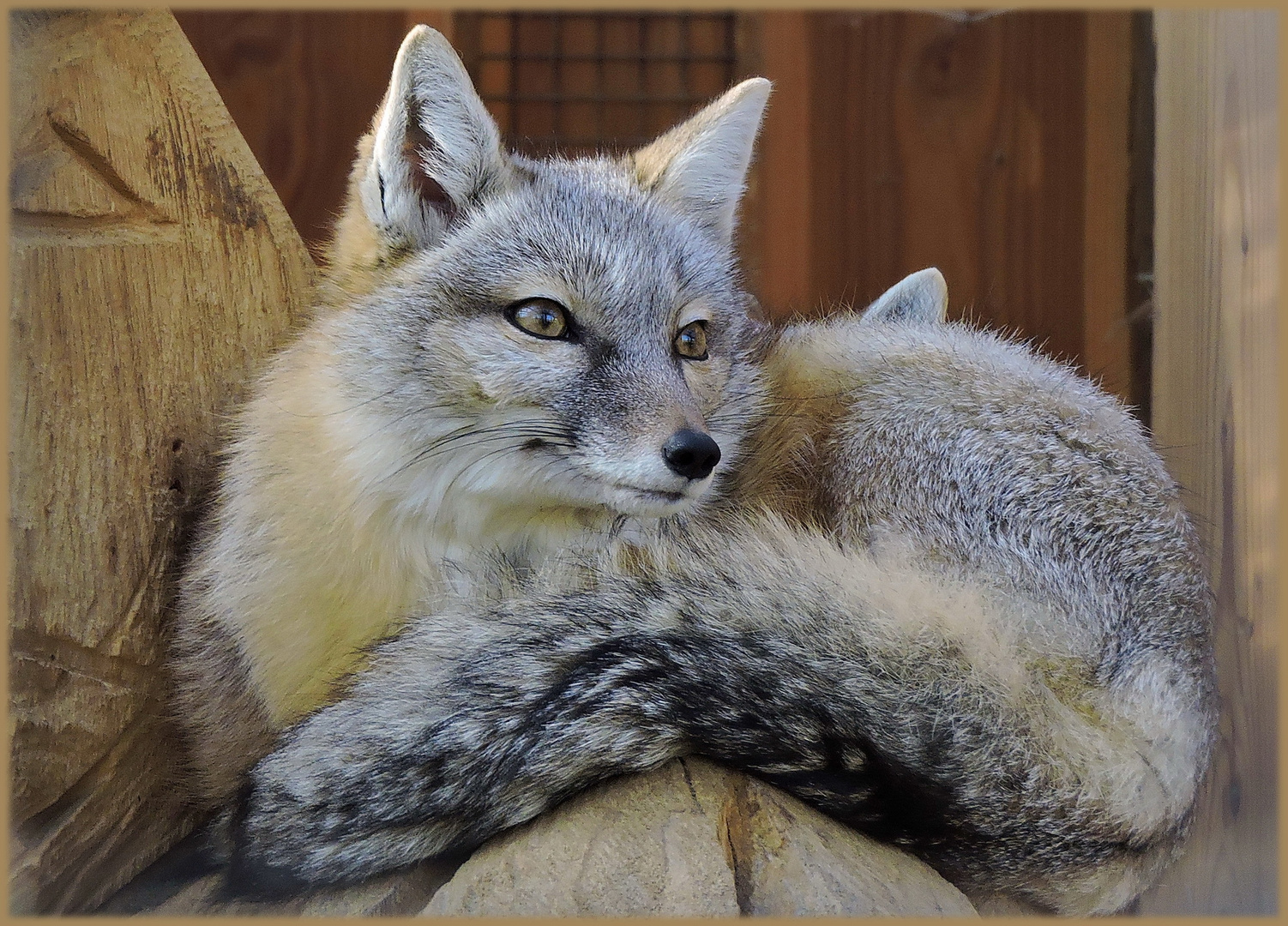    Dreiohr- Steppenfuchs ? :-)))