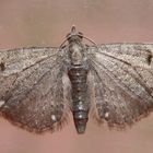 Dreipunkt-Blütenspanner (Eupithecia tripunctaria)