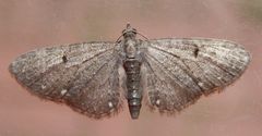 Dreipunkt-Blütenspanner (Eupithecia tripunctaria)