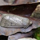 Dreipunkt-Glanzeule (Amphipyra tragopoginis)