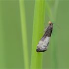 Dreipunkt-Rosenwickler (Notocelia cynosbatella)