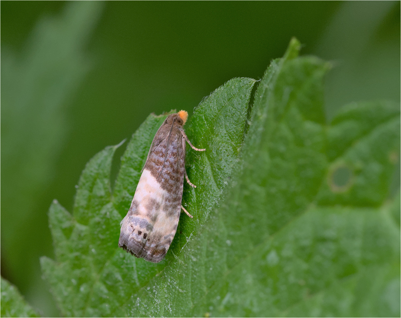 Dreipunkt-Rosenwickler (Notocelia cynosbatella)