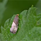 Dreipunkt-Rosenwickler (Notocelia cynosbatella)