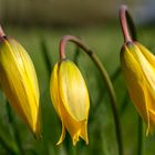 Dreisamkeit: Die Wilde Tulpe (2) ....