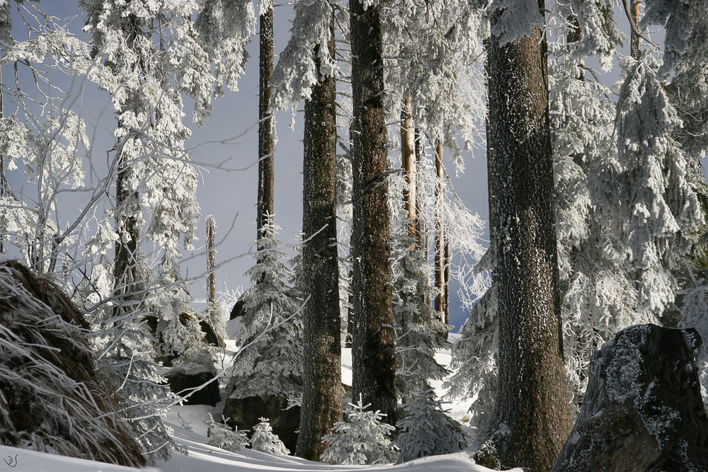 Dreisesselberg Winterimpression