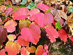Dreispitzige Jungfernrebe