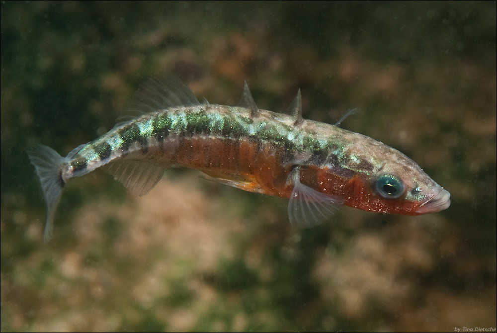  Dreistachliger Stichling Foto & Bild unterwasser, uwsüsswasser