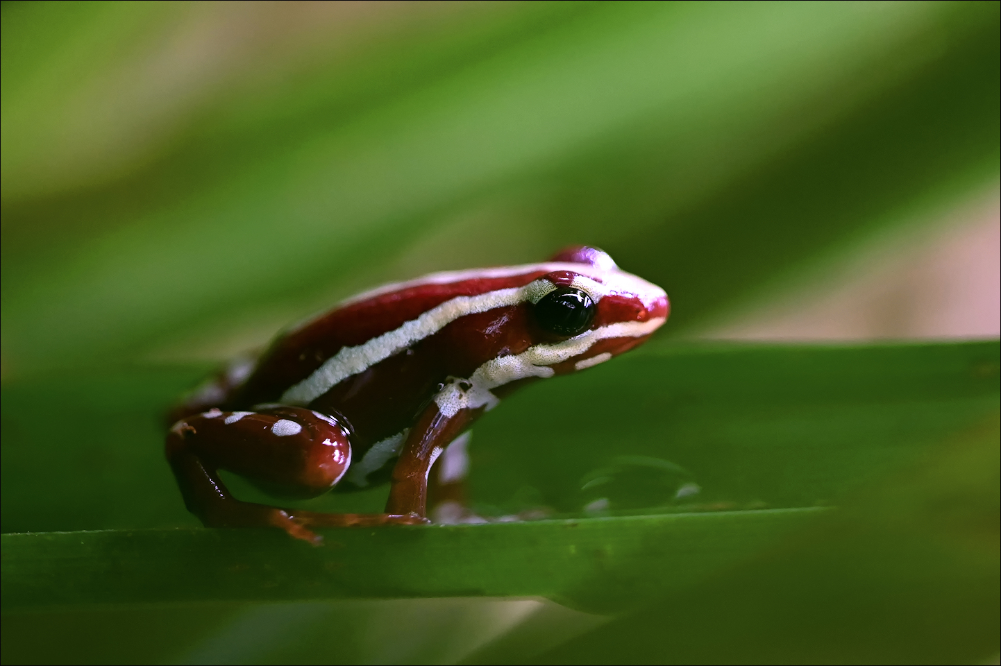 DreistreifenBaumsteiger Foto & Bild tiere, zoo, wildpark & falknerei