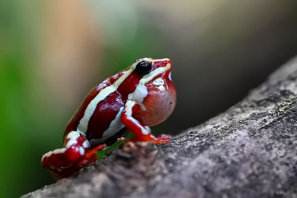 Dreistreifen-Baumsteiger
