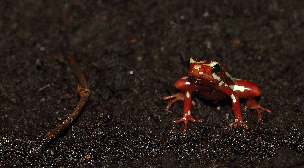 Dreistreifen Baumsteiger Frosch (+ Tierinfo)