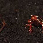 Dreistreifen Baumsteiger Frosch (+ Tierinfo)